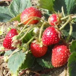 Fresas 'Mount Everest'